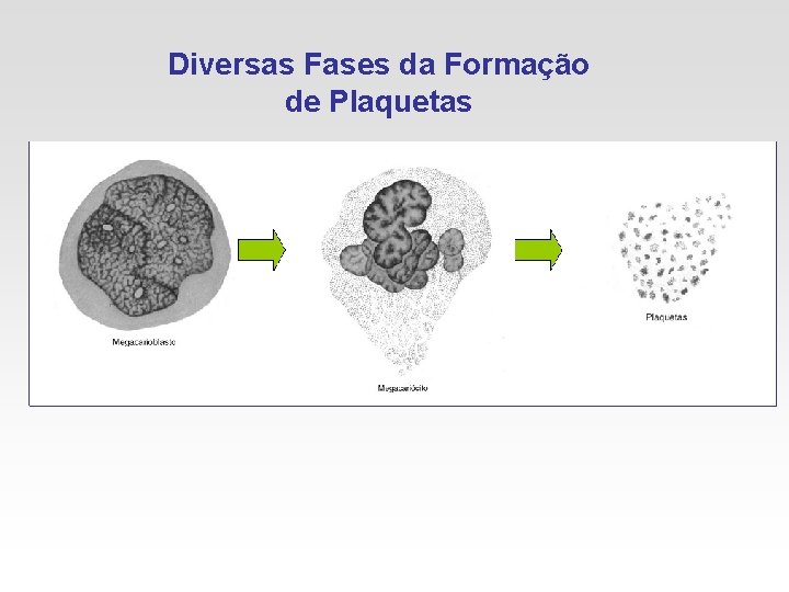 Diversas Fases da Formação de Plaquetas Diversas Fases da Formação de Plaquetas