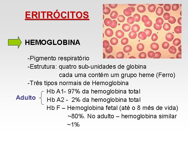 ERITRÓCITOS HEMOGLOBINA -Pigmento respiratório -Estrutura: quatro sub-unidades de globina cada uma contém um grupo ERITRÓCITOS HEMOGLOBINA -Pigmento respiratório -Estrutura: quatro sub-unidades de globina cada uma contém um grupo