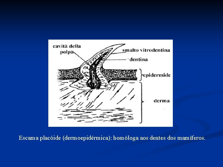 Escama placóide (dermoepidérmica): homóloga aos dentes dos mamíferos. Escama placóide (dermoepidérmica): homóloga aos dentes dos mamíferos.