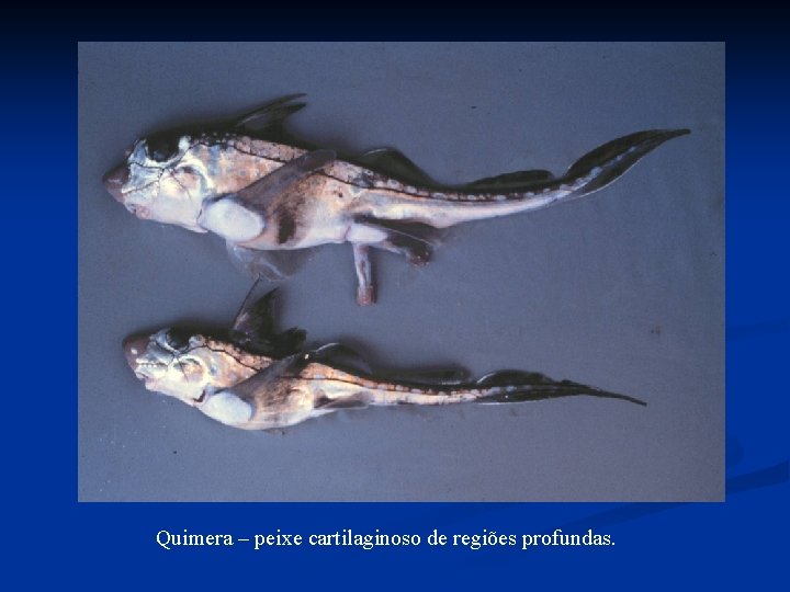 Quimera – peixe cartilaginoso de regiões profundas. Quimera – peixe cartilaginoso de regiões profundas.