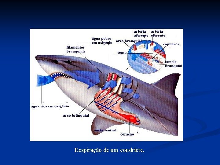Respiração de um condrícte. Respiração de um condrícte.