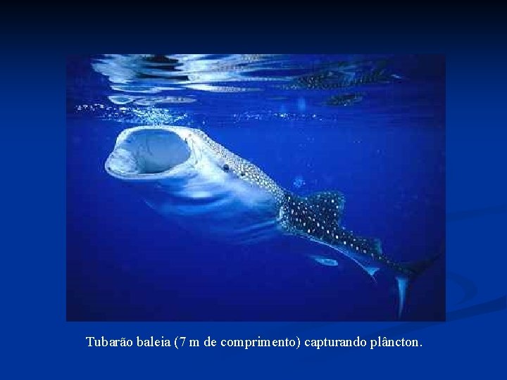 Tubarão baleia (7 m de comprimento) capturando plâncton. Tubarão baleia (7 m de comprimento) capturando plâncton.
