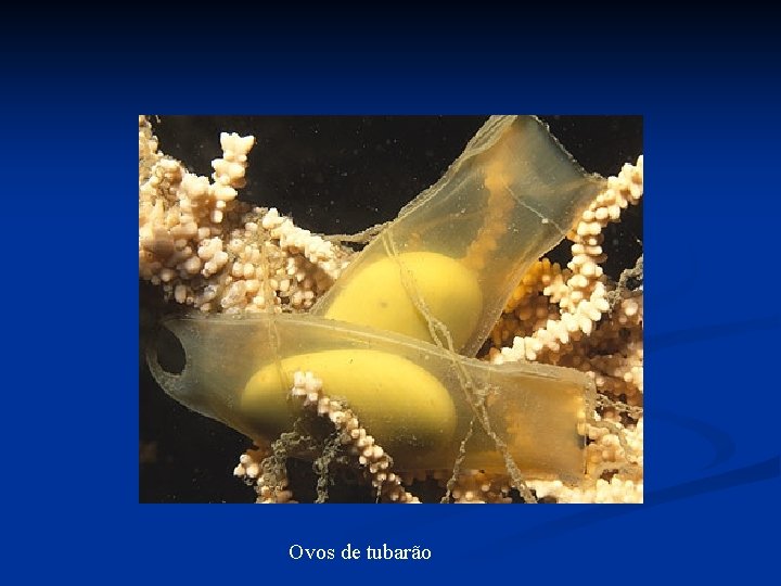 Ovos de tubarão Ovos de tubarão