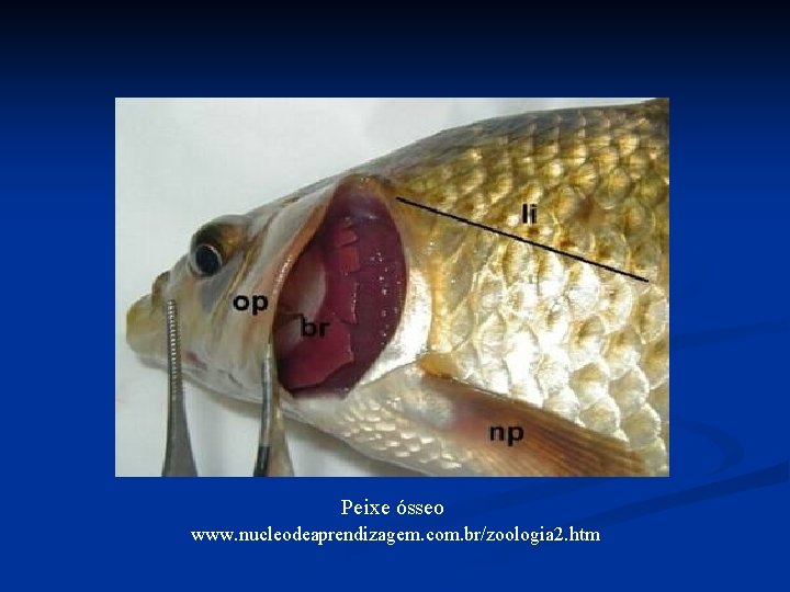 Peixe ósseo www. nucleodeaprendizagem. com. br/zoologia 2. htm Peixe ósseo www. nucleodeaprendizagem. com. br/zoologia 2. htm