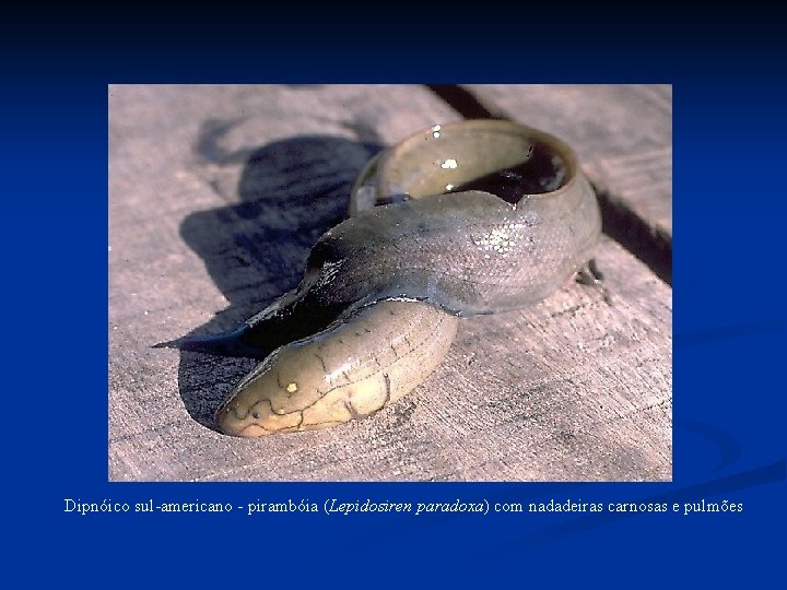 Dipnóico sul-americano - pirambóia (Lepidosiren paradoxa) com nadadeiras carnosas e pulmões Dipnóico sul-americano - pirambóia (Lepidosiren paradoxa) com nadadeiras carnosas e pulmões