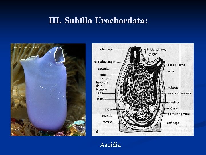III. Subfilo Urochordata: Ascídia III. Subfilo Urochordata: Ascídia