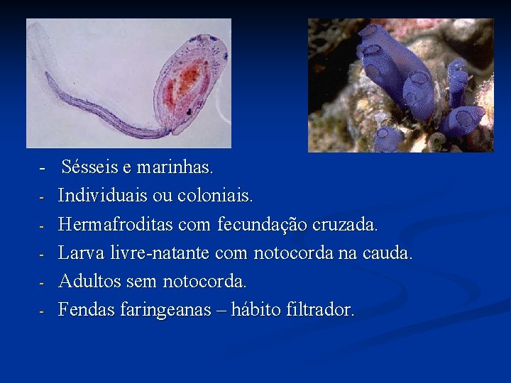 - Sésseis e marinhas. - Individuais ou coloniais. - Hermafroditas com fecundação cruzada. - - Sésseis e marinhas. - Individuais ou coloniais. - Hermafroditas com fecundação cruzada. -