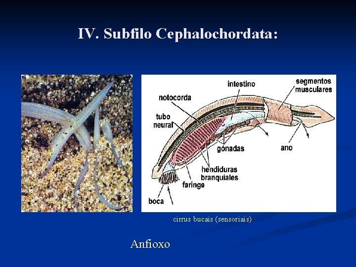 IV. Subfilo Cephalochordata: cirrus bucais (sensoriais) Anfioxo IV. Subfilo Cephalochordata: cirrus bucais (sensoriais) Anfioxo