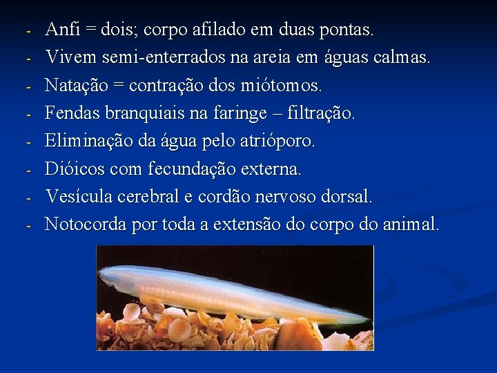 - Anfi = dois; corpo afilado em duas pontas. Vivem semi-enterrados na areia em - Anfi = dois; corpo afilado em duas pontas. Vivem semi-enterrados na areia em