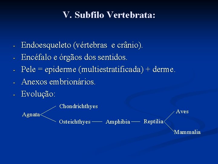 V. Subfilo Vertebrata: - Endoesqueleto (vértebras e crânio). Encéfalo e órgãos dos sentidos. Pele V. Subfilo Vertebrata: - Endoesqueleto (vértebras e crânio). Encéfalo e órgãos dos sentidos. Pele