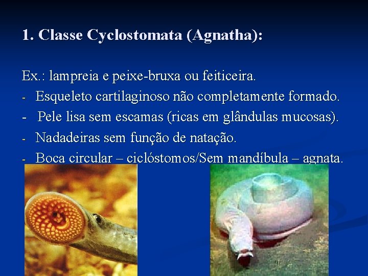 1. Classe Cyclostomata (Agnatha): Ex. : lampreia e peixe-bruxa ou feiticeira. - Esqueleto cartilaginoso 1. Classe Cyclostomata (Agnatha): Ex. : lampreia e peixe-bruxa ou feiticeira. - Esqueleto cartilaginoso