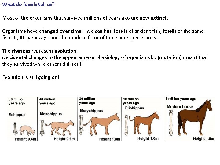 Evolution and extinction Key points to consider How