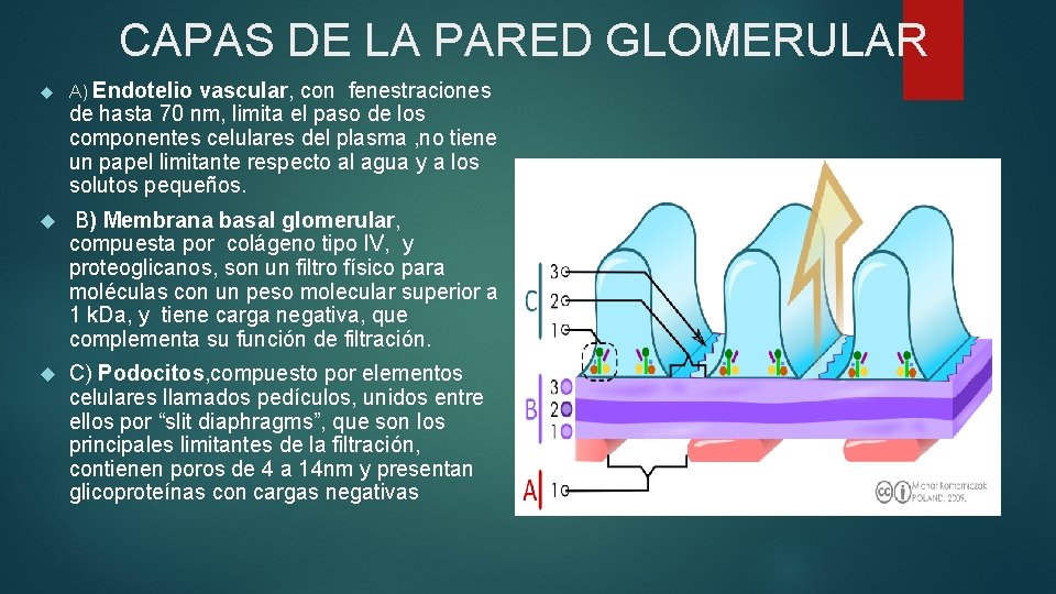 CAPAS DE LA PARED GLOMERULAR A) Endotelio vascular, con fenestraciones de hasta 70 nm,