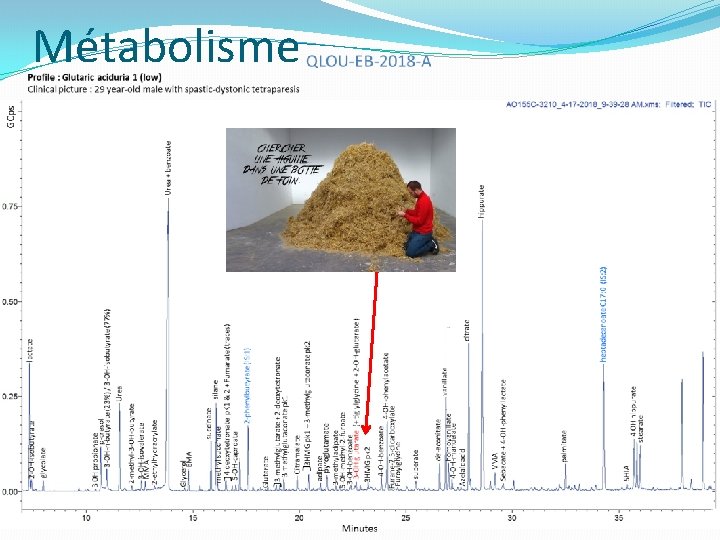 Métabolisme Métabolisme