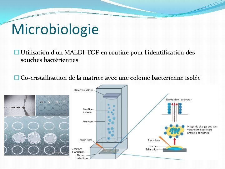 Microbiologie � Utilisation d’un MALDI-TOF en routine pour l’identification des souches bactériennes � Co-cristallisation Microbiologie � Utilisation d’un MALDI-TOF en routine pour l’identification des souches bactériennes � Co-cristallisation