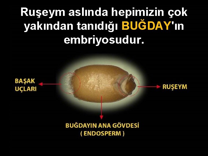 Ruşeym aslında hepimizin çok yakından tanıdığı BUĞDAY'ın embriyosudur. 