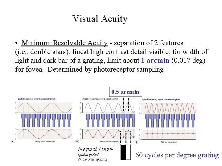 Visual Acuity • Minimum Resolvable Acuity - separation of 2 features (i. e. ,