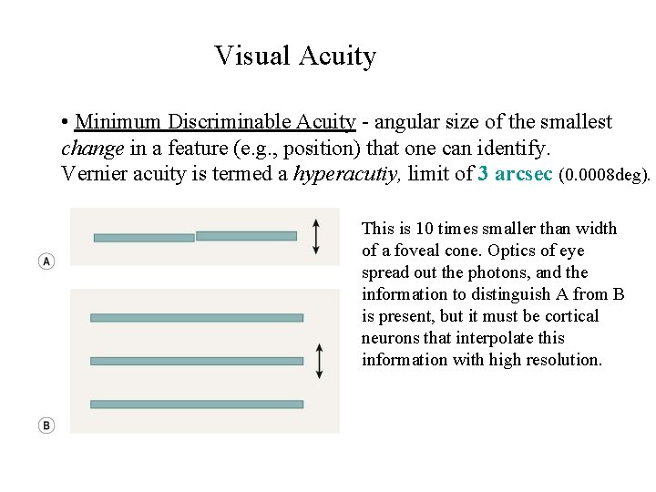 Visual Acuity • Minimum Discriminable Acuity - angular size of the smallest change in