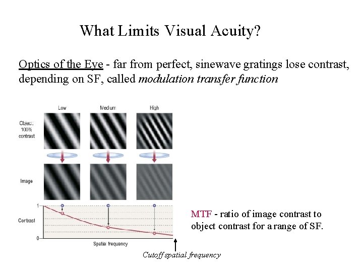 What Limits Visual Acuity? Optics of the Eye - far from perfect, sinewave gratings