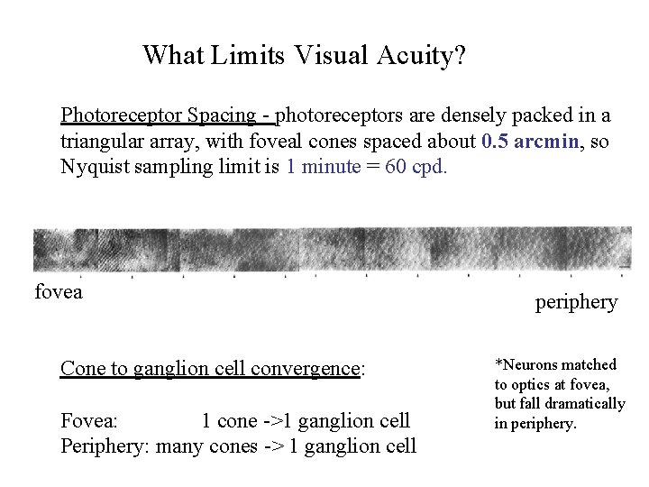 What Limits Visual Acuity? Photoreceptor Spacing - photoreceptors are densely packed in a triangular