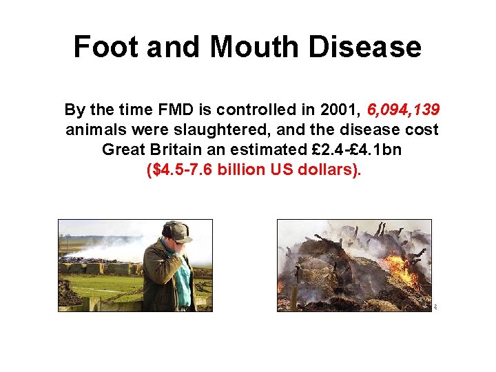 Foot and Mouth Disease By the time FMD is controlled in 2001, 6, 094,
