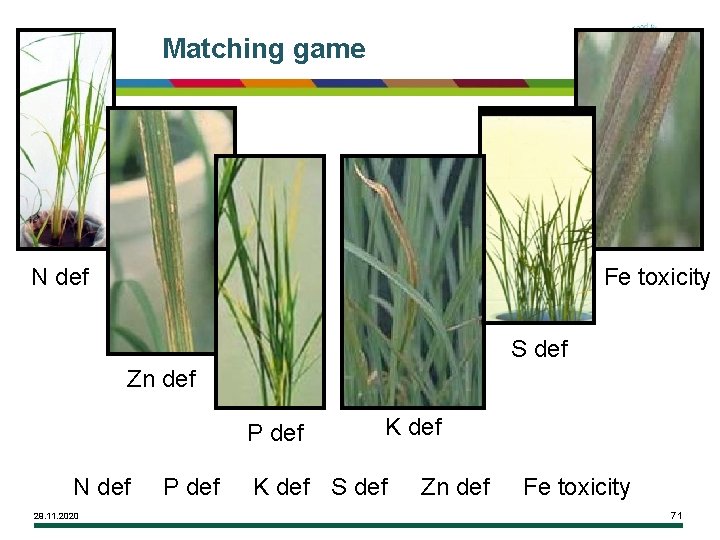 Matching game N def Fe toxicity S def Zn def P def N def