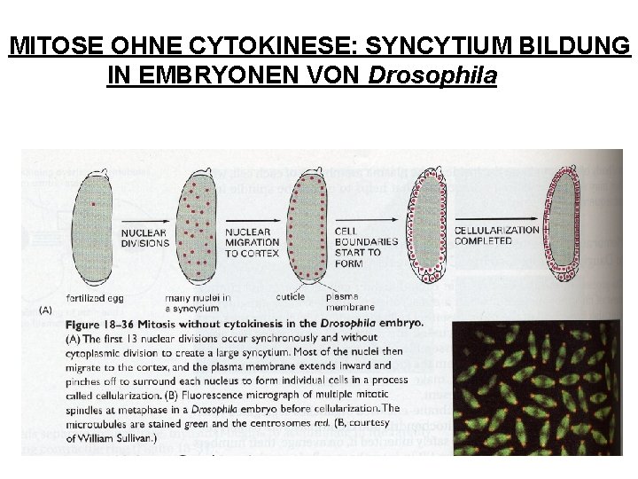 MITOSE OHNE CYTOKINESE: SYNCYTIUM BILDUNG IN EMBRYONEN VON Drosophila 