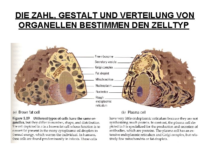 DIE ZAHL, GESTALT UND VERTEILUNG VON ORGANELLEN BESTIMMEN DEN ZELLTYP 