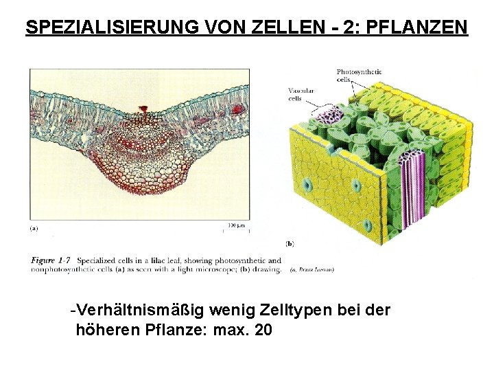 SPEZIALISIERUNG VON ZELLEN - 2: PFLANZEN -Verhältnismäßig wenig Zelltypen bei der höheren Pflanze: max.