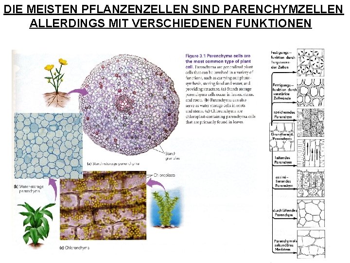 DIE MEISTEN PFLANZENZELLEN SIND PARENCHYMZELLEN ALLERDINGS MIT VERSCHIEDENEN FUNKTIONEN 