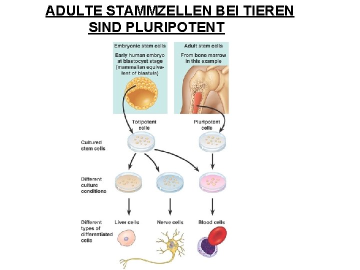 ADULTE STAMMZELLEN BEI TIEREN SIND PLURIPOTENT 