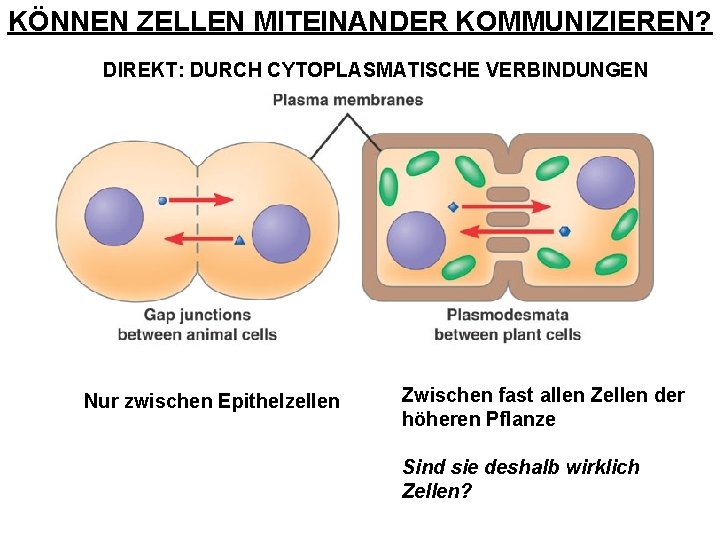 KÖNNEN ZELLEN MITEINANDER KOMMUNIZIEREN? DIREKT: DURCH CYTOPLASMATISCHE VERBINDUNGEN Nur zwischen Epithelzellen Zwischen fast allen