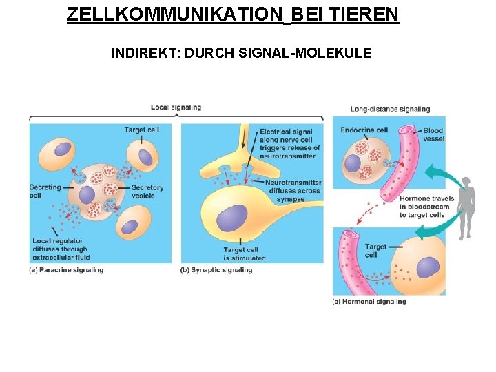 ZELLKOMMUNIKATION BEI TIEREN INDIREKT: DURCH SIGNAL-MOLEKULE 