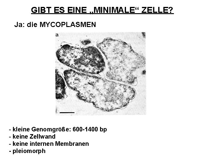 GIBT ES EINE „MINIMALE“ ZELLE? Ja: die MYCOPLASMEN - kleine Genomgröße: 600 -1400 bp