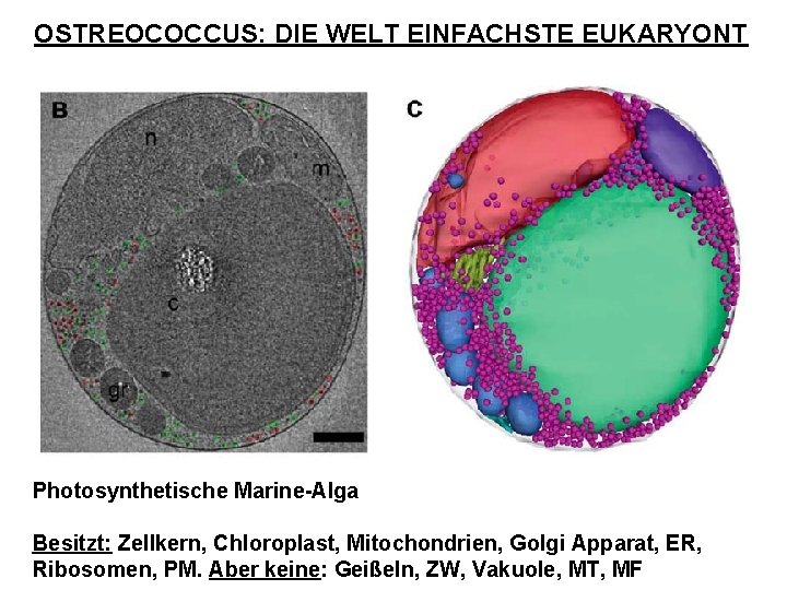 OSTREOCOCCUS: DIE WELT EINFACHSTE EUKARYONT Photosynthetische Marine-Alga Besitzt: Zellkern, Chloroplast, Mitochondrien, Golgi Apparat, ER,