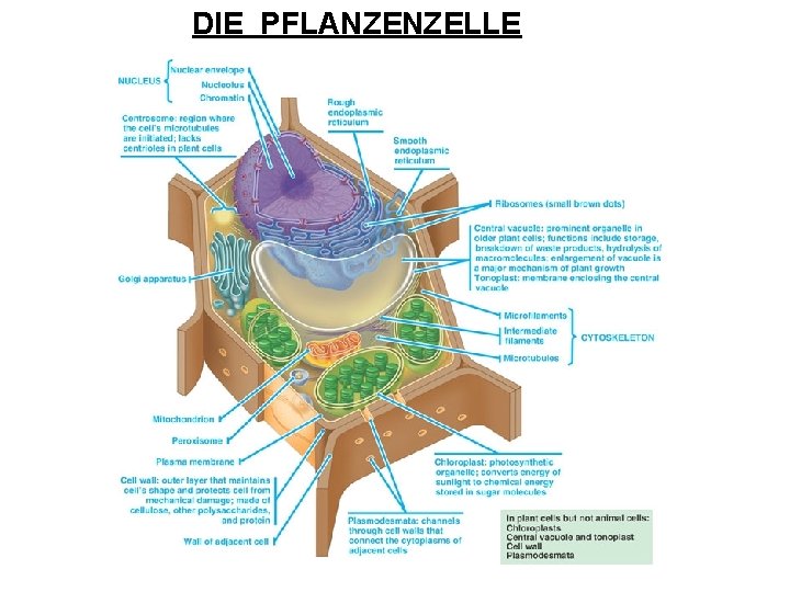 DIE PFLANZENZELLE 