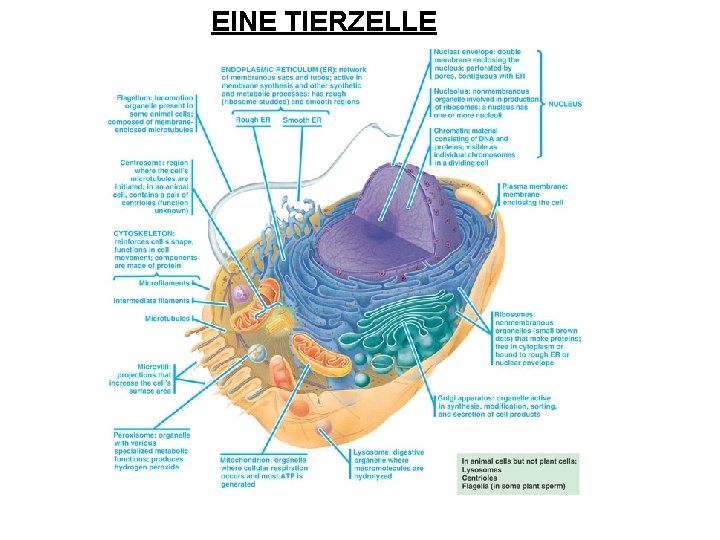 EINE TIERZELLE 