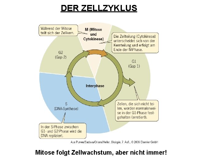 DER ZELLZYKLUS Mitose folgt Zellwachstum, aber nicht immer! 