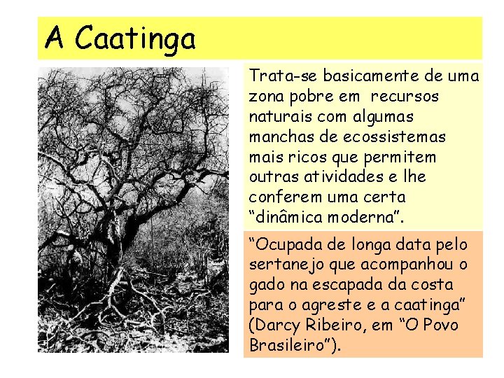 A Caatinga Trata-se basicamente de uma zona pobre em recursos naturais com algumas manchas A Caatinga Trata-se basicamente de uma zona pobre em recursos naturais com algumas manchas