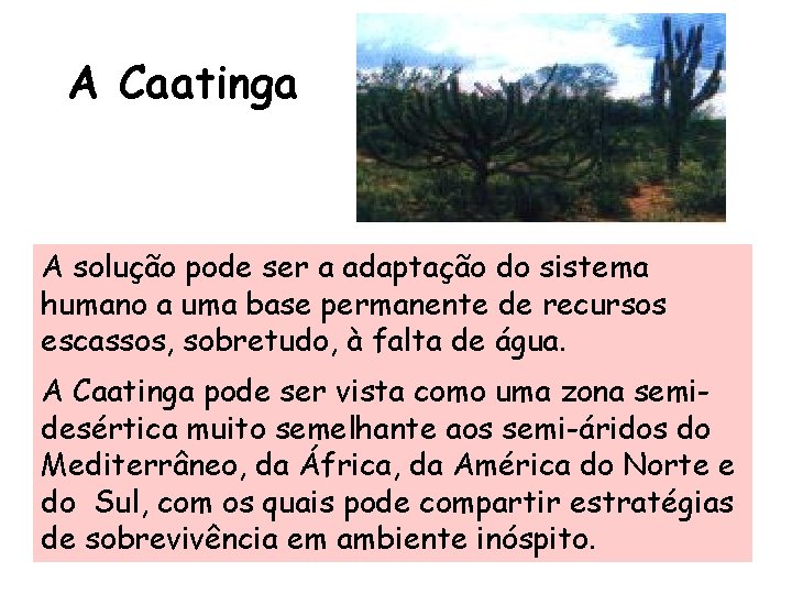 A Caatinga A solução pode ser a adaptação do sistema humano a uma base A Caatinga A solução pode ser a adaptação do sistema humano a uma base