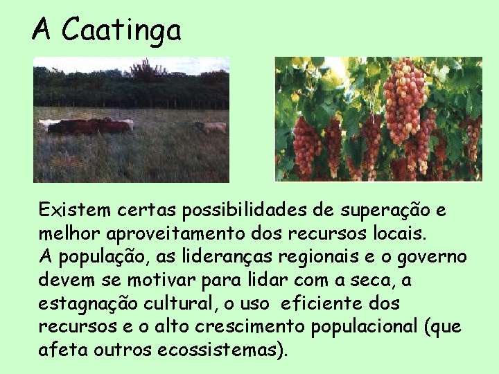 A Caatinga Existem certas possibilidades de superação e melhor aproveitamento dos recursos locais. A A Caatinga Existem certas possibilidades de superação e melhor aproveitamento dos recursos locais. A