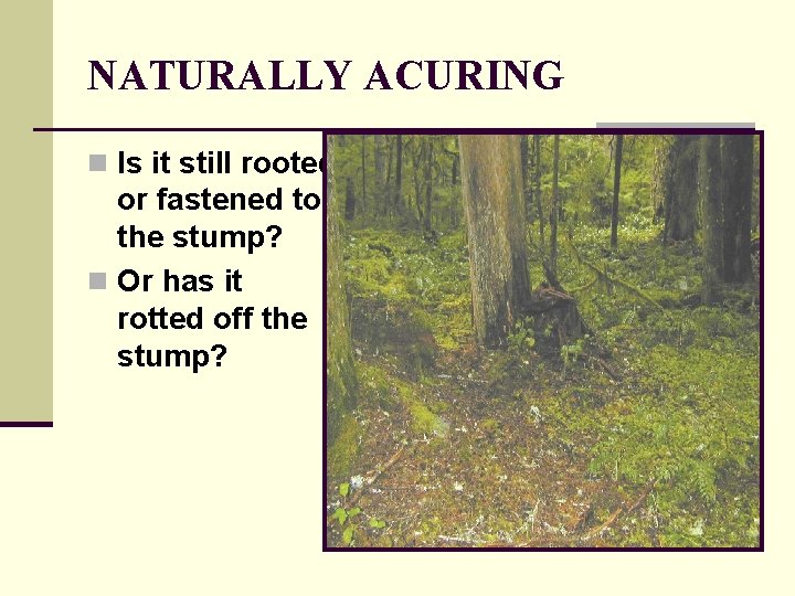 NATURALLY ACURING n Is it still rooted or fastened to the stump? n Or NATURALLY ACURING n Is it still rooted or fastened to the stump? n Or