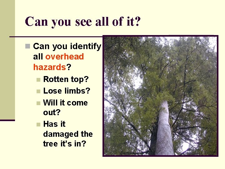 Can you see all of it? n Can you identify all overhead hazards? Rotten Can you see all of it? n Can you identify all overhead hazards? Rotten