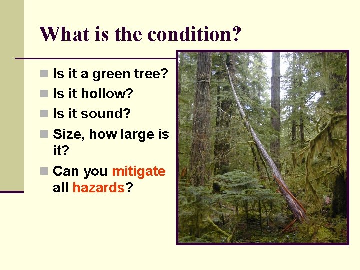 What is the condition? n Is it a green tree? n Is it hollow? What is the condition? n Is it a green tree? n Is it hollow?