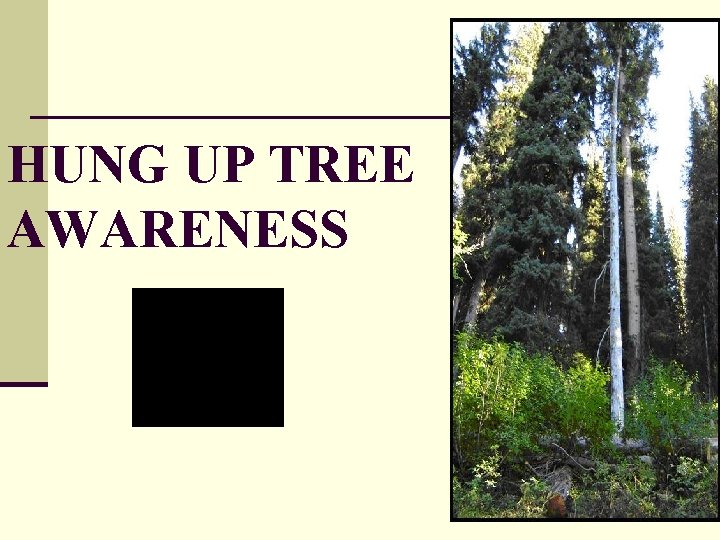 HUNG UP TREE AWARENESS HUNG UP TREE AWARENESS