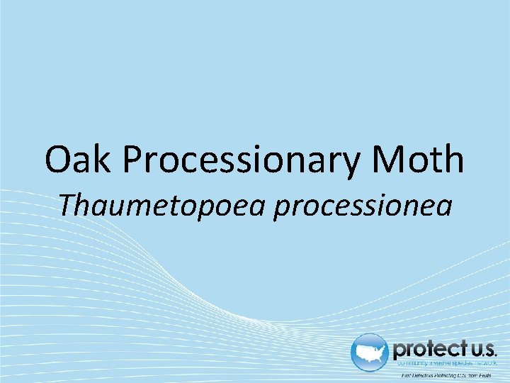 Oak Processionary Moth Thaumetopoea processionea Oak Processionary Moth Thaumetopoea processionea