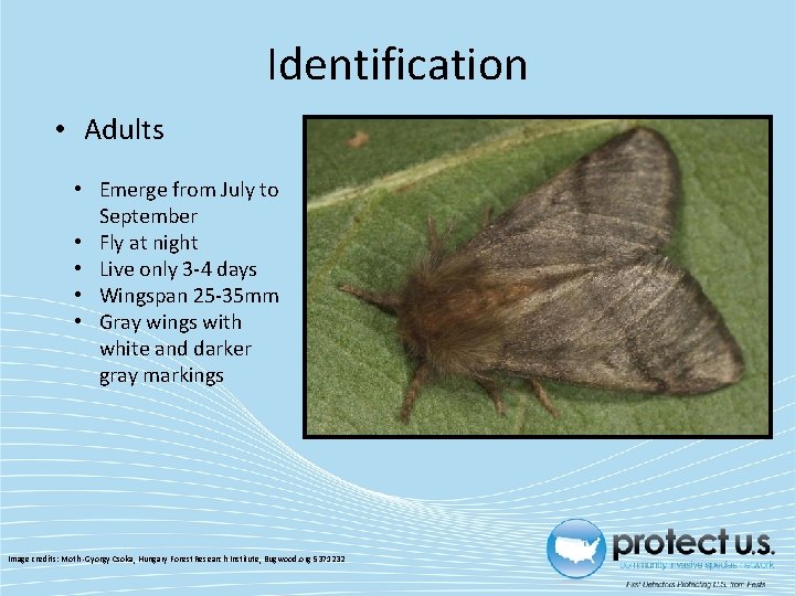 Identification • Adults • Emerge from July to September • Fly at night • Identification • Adults • Emerge from July to September • Fly at night •