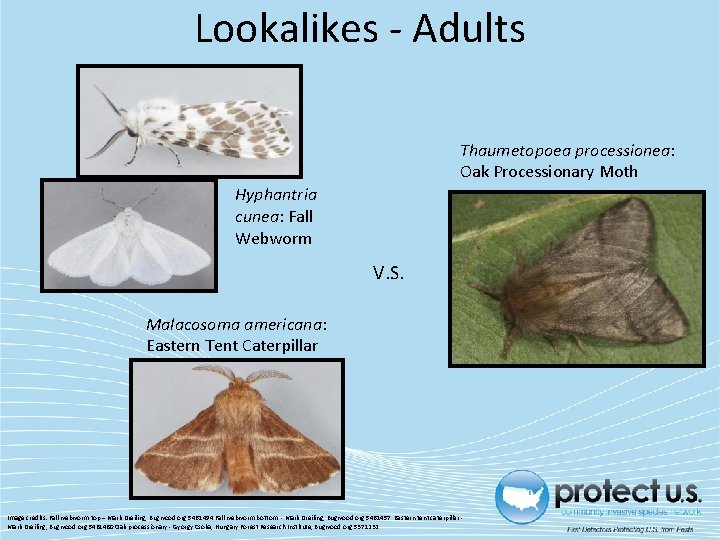 Lookalikes - Adults Thaumetopoea processionea: Oak Processionary Moth Hyphantria cunea: Fall Webworm V. S. Lookalikes - Adults Thaumetopoea processionea: Oak Processionary Moth Hyphantria cunea: Fall Webworm V. S.