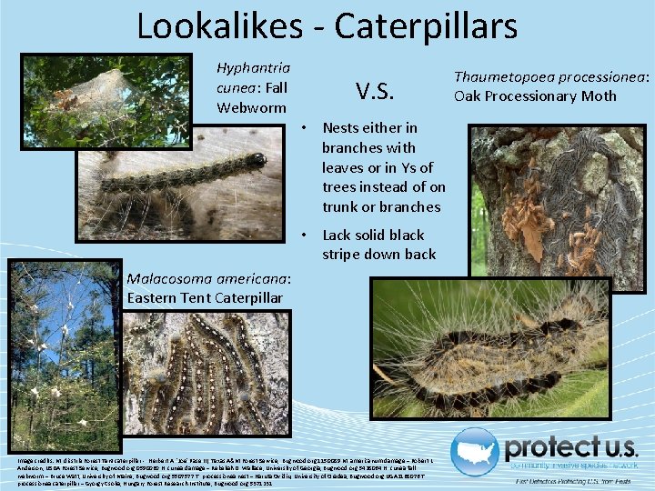 Lookalikes - Caterpillars Hyphantria cunea: Fall Webworm V. S. • Nests either in branches Lookalikes - Caterpillars Hyphantria cunea: Fall Webworm V. S. • Nests either in branches