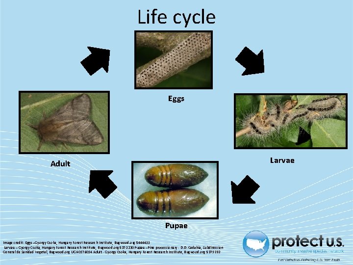 Life cycle Eggs Larvae Adult Pupae Image credit: Eggs –Gyorgy Csoka, Hungary Forest Research Life cycle Eggs Larvae Adult Pupae Image credit: Eggs –Gyorgy Csoka, Hungary Forest Research